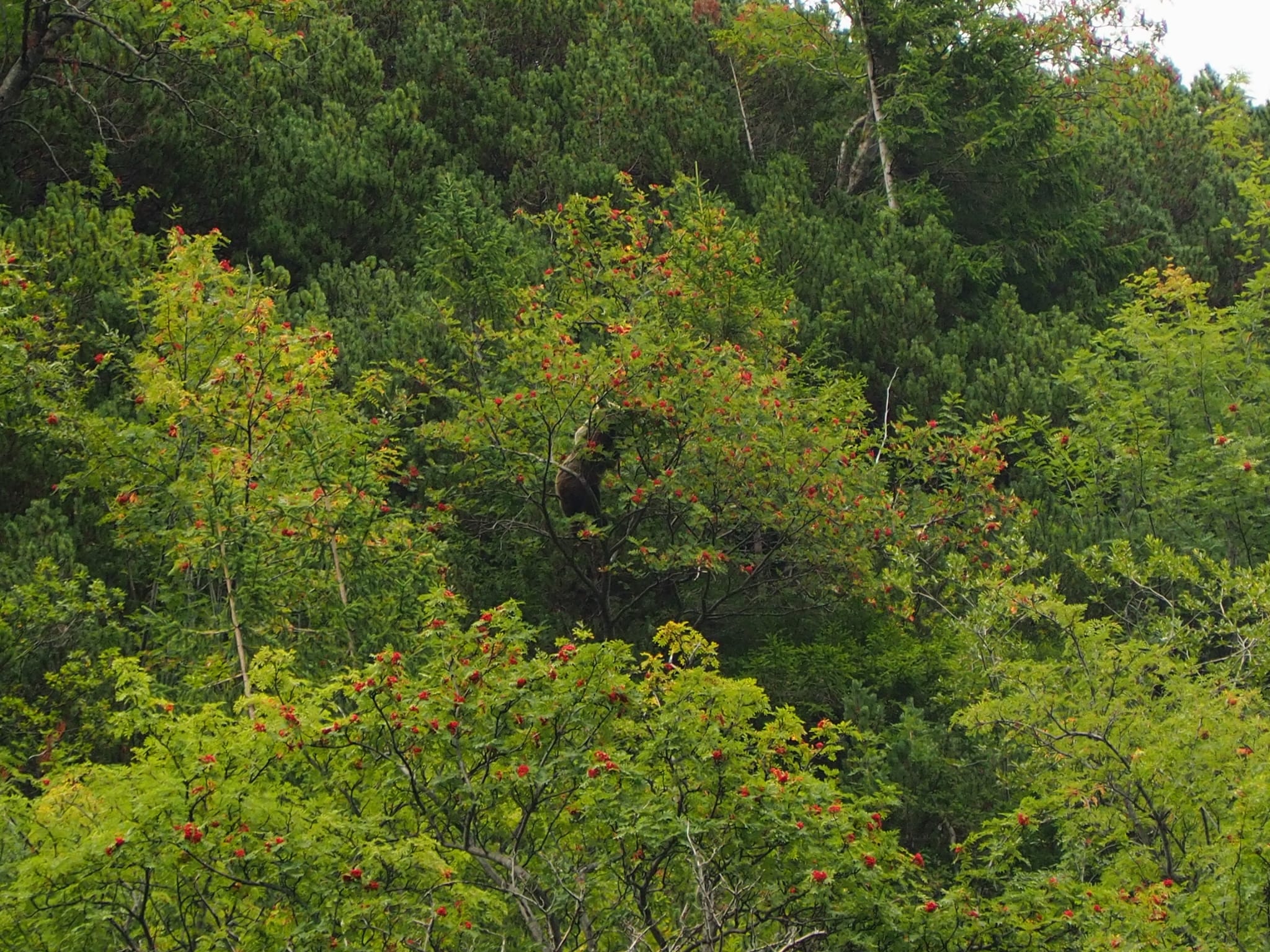 BERENOBSERVATIE IN SLOWAKIJE