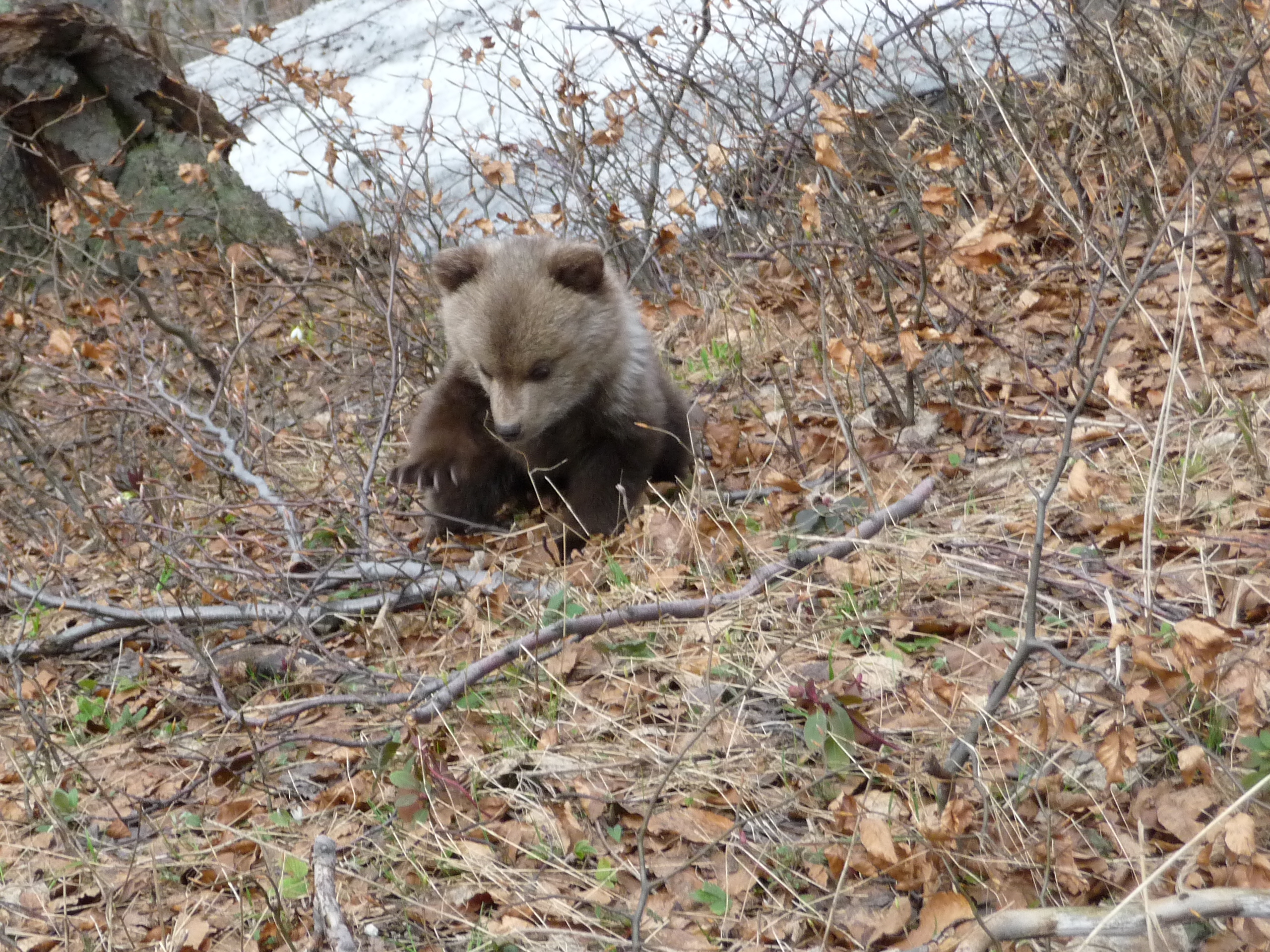 Hiking Bear watching Tour 