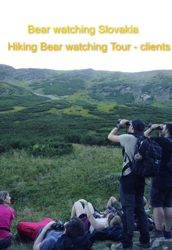 Hiking Bear watching Tour