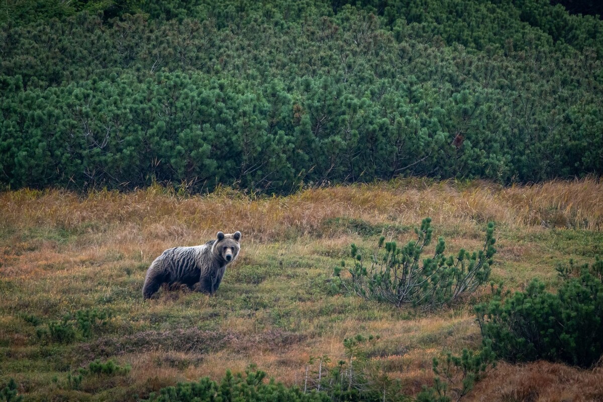Hiking Bear watching Tour 
