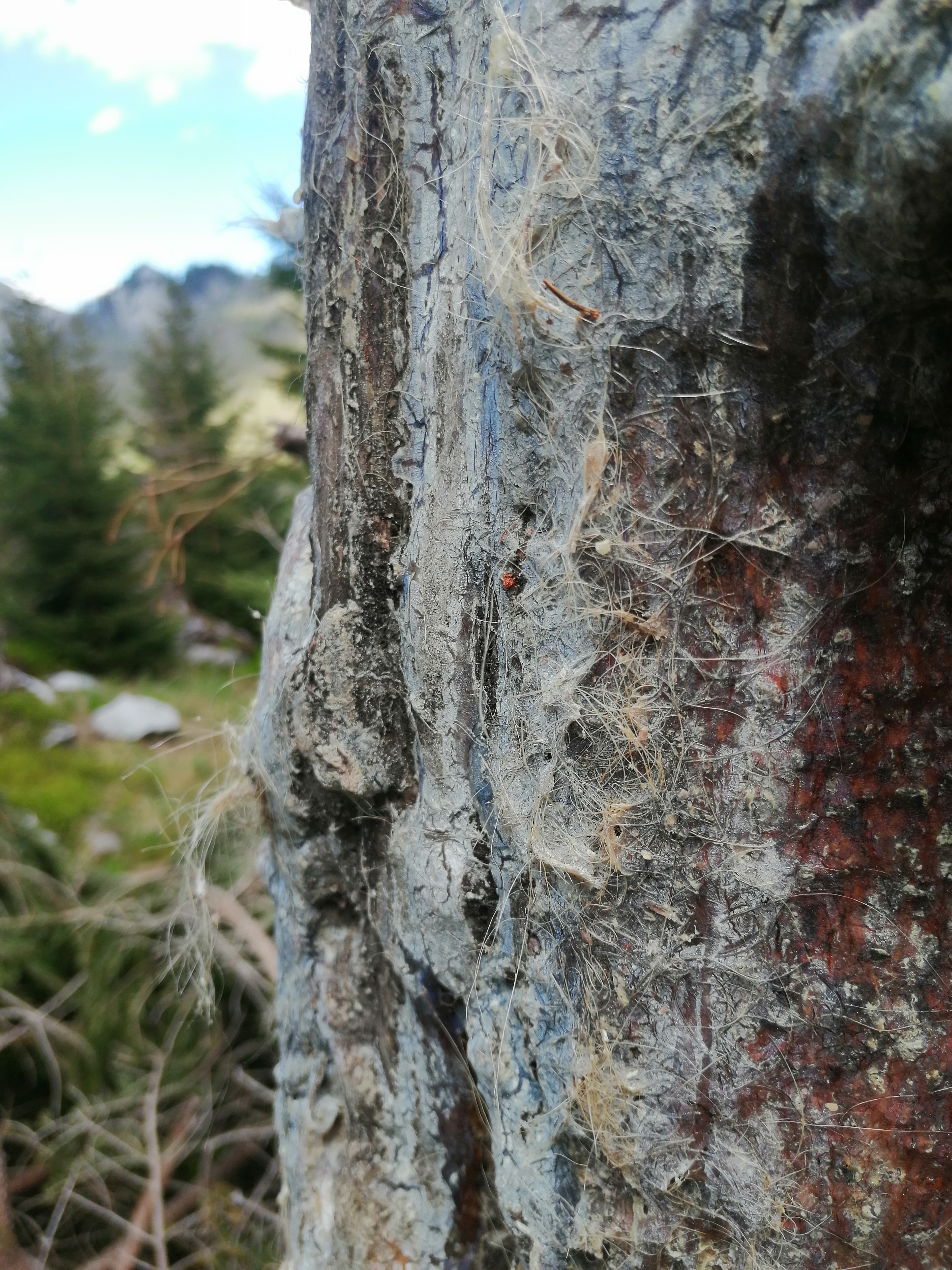 Hiking Bear watching Tour 