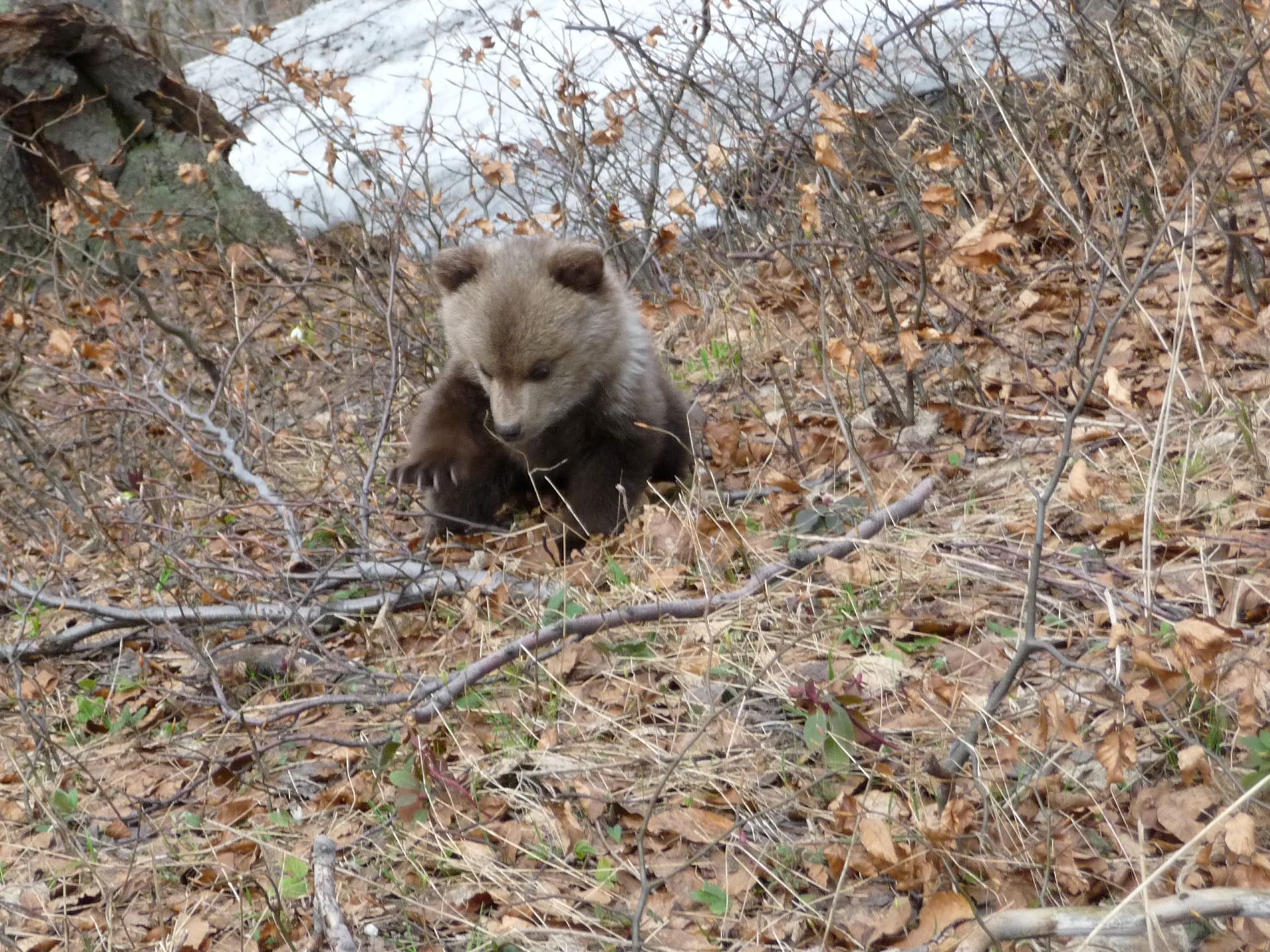Bear Watching on bicycles
