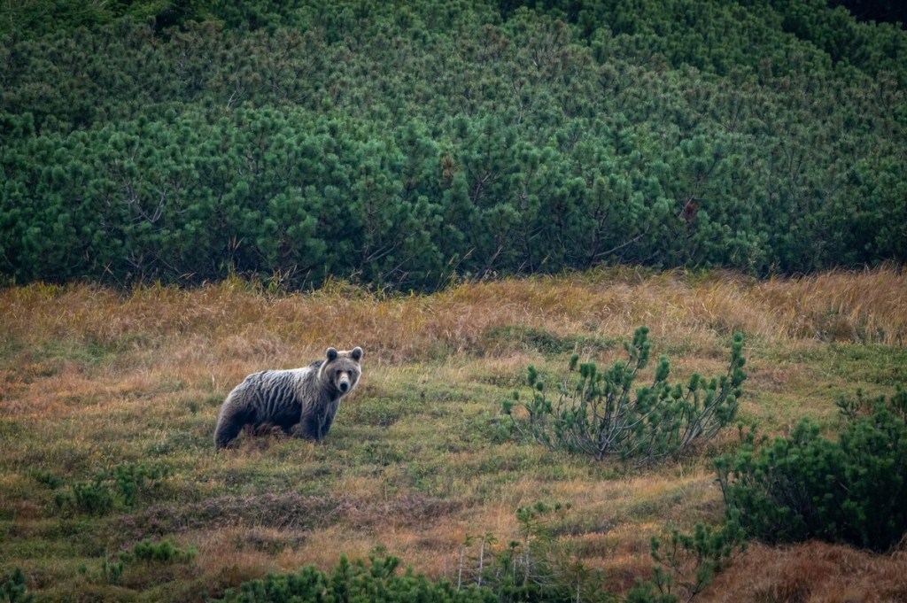 Hiking bear watching Tour