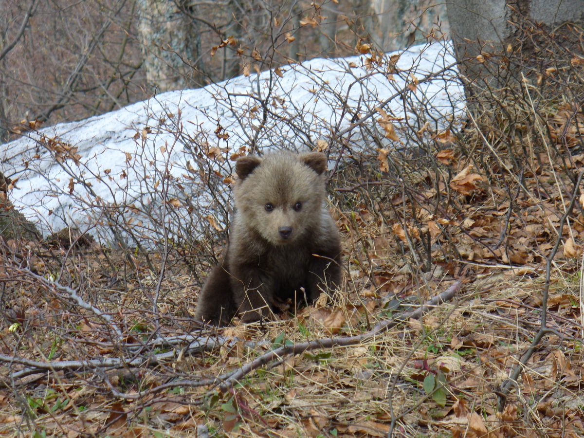 Bear Watching on bicycles