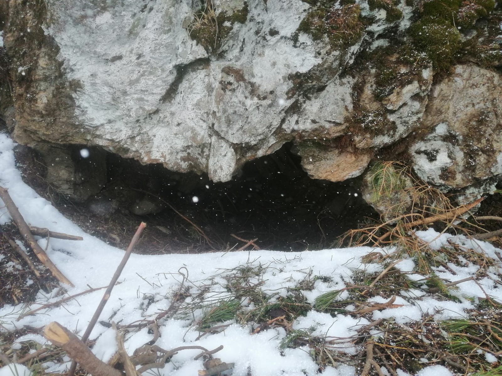 Hiking Bear watching Tour 