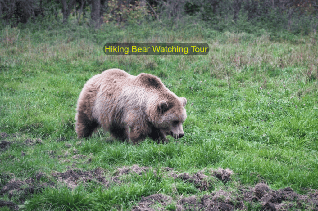 Bear watching in Europe