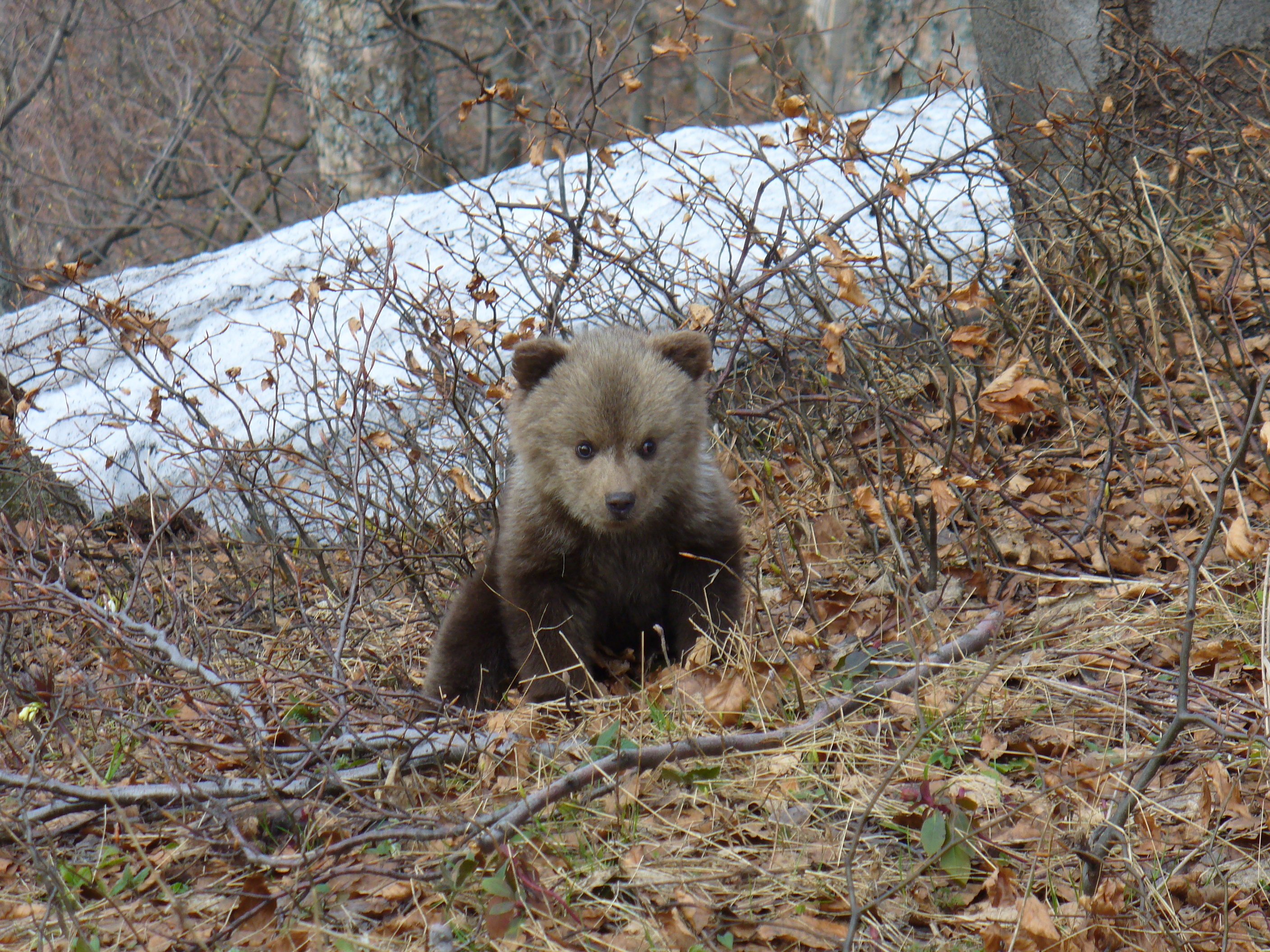 Hiking Bear watching Tour 
