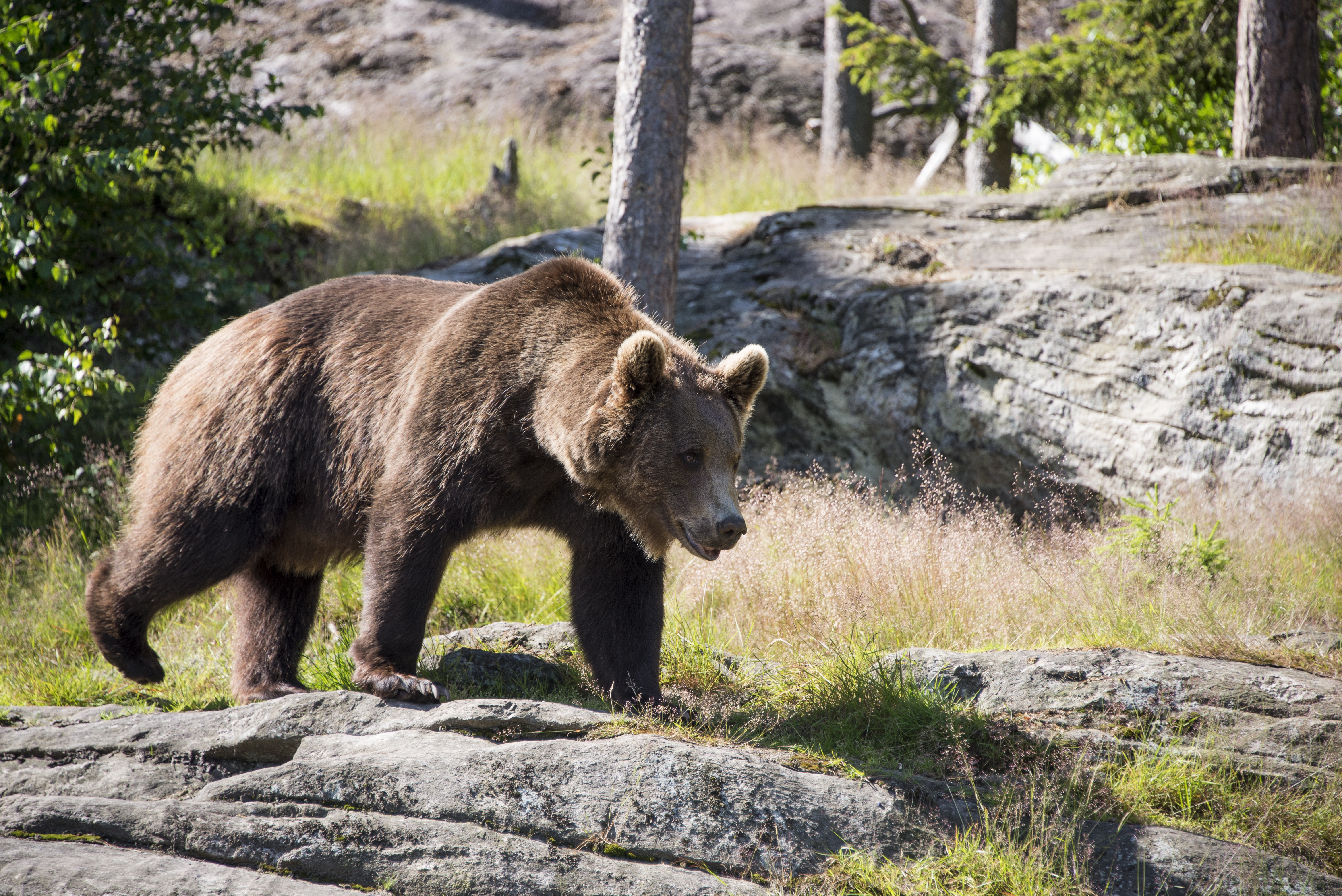 Bear Watching on bicycles