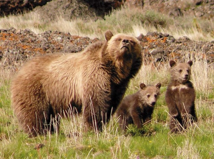 Hiking Bear watching Tour 