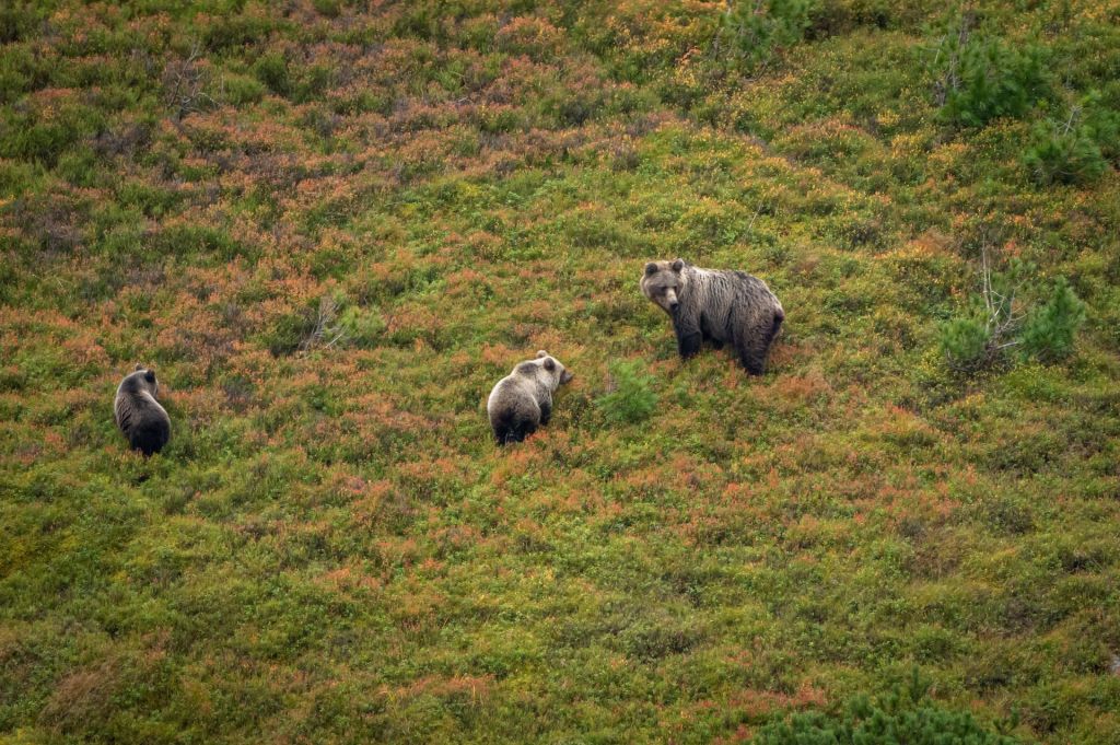 Bear viewing