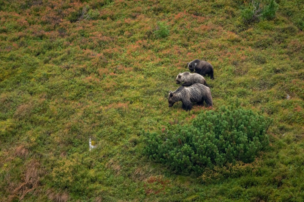 Bear viewing