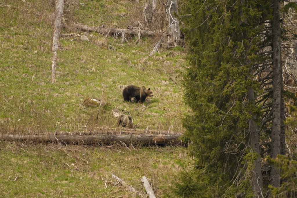 Bear viewing