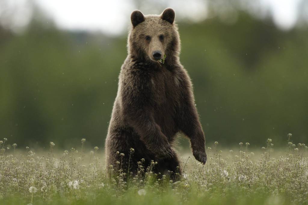 Bear viewing