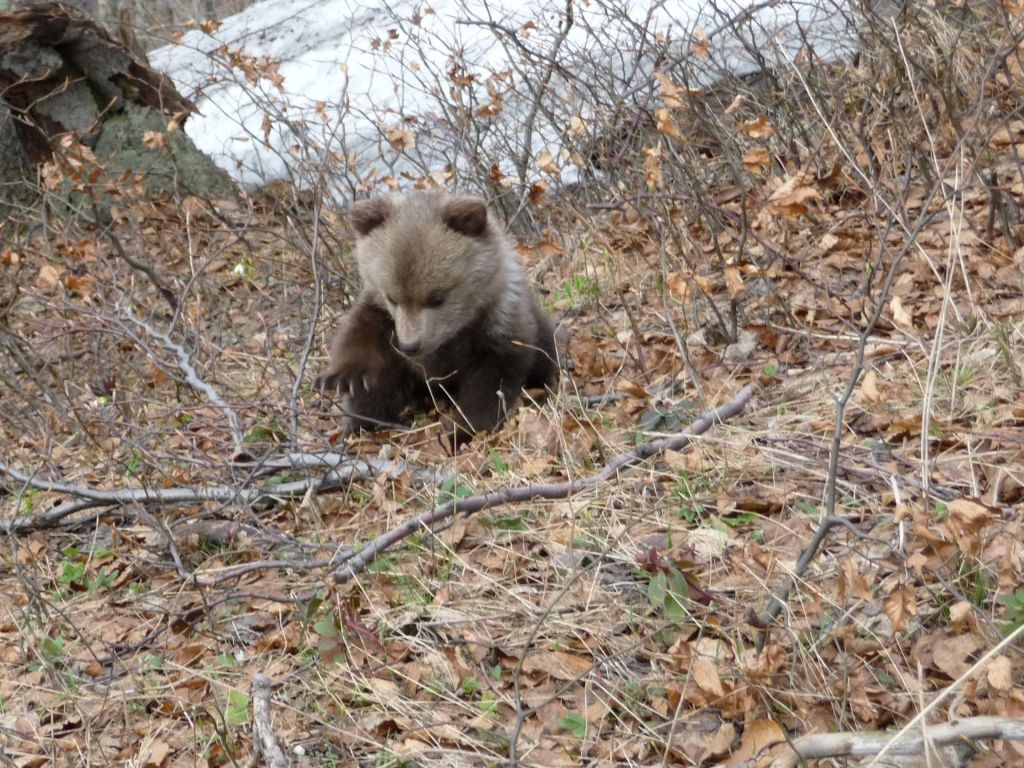 Bear viewing